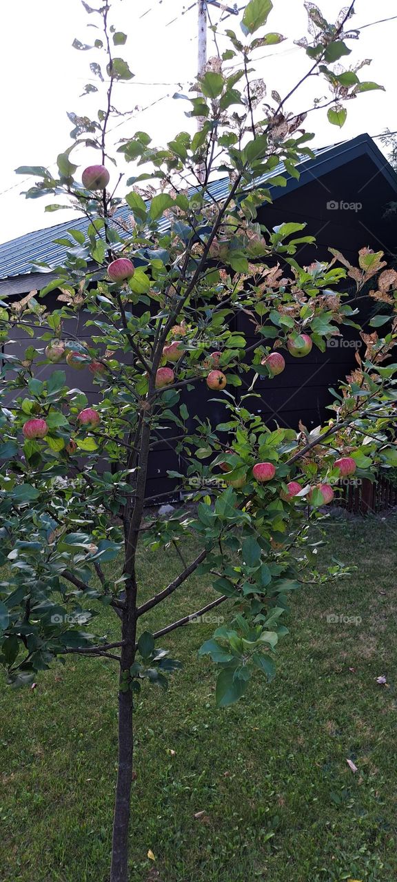 Apple Tree