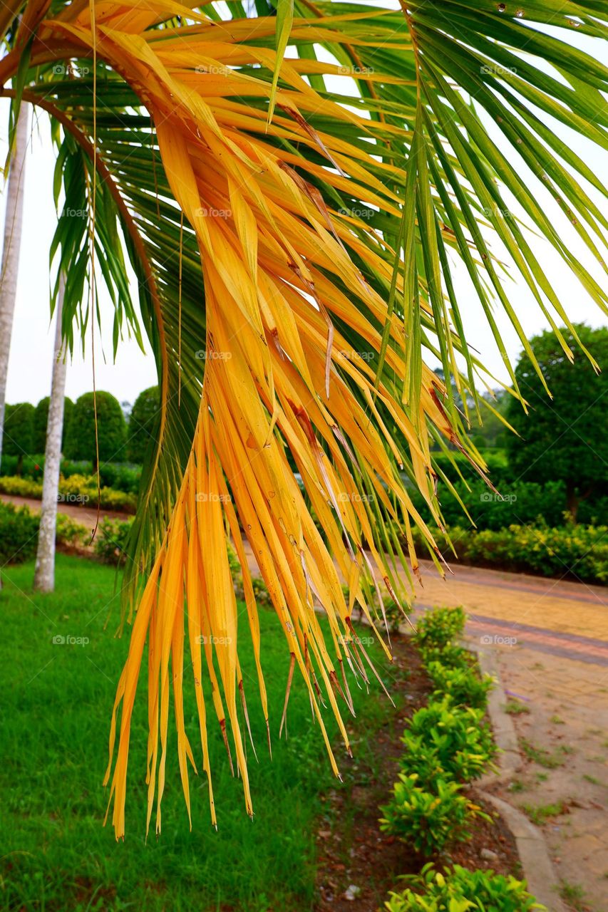 A large yellow leaf is ready to fall. another green leaf ready to grow.