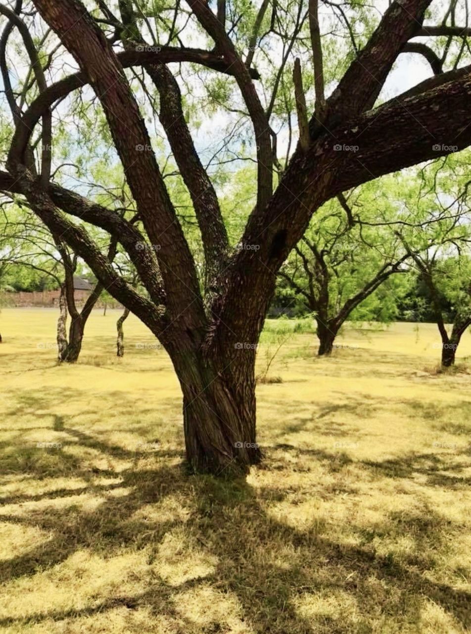 A large, mature mesquite tree stands out in the park among others. The grass is a fading green and the sky light blue. 