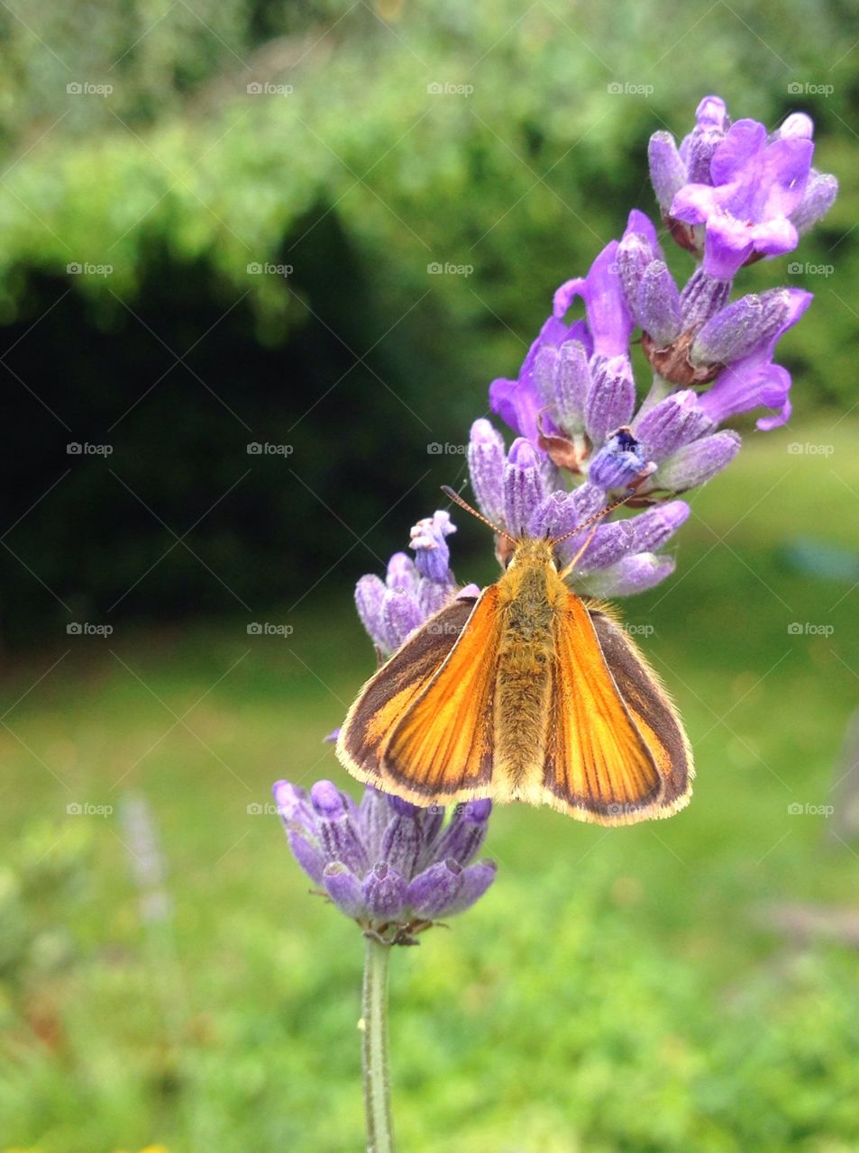 Moroccan small Skipper 