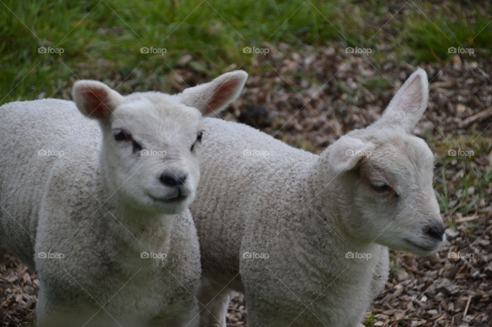 Two Cute Lambs