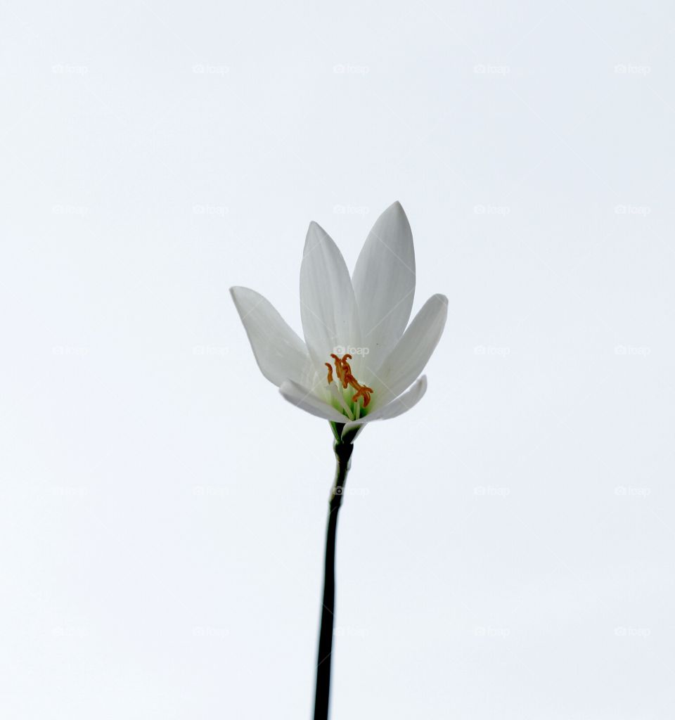 white beauty. white flower with the white skies background
