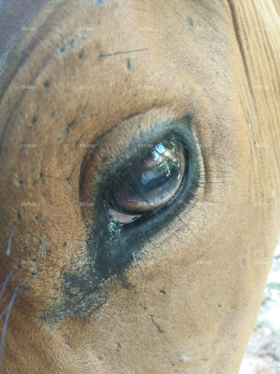 cow and eye