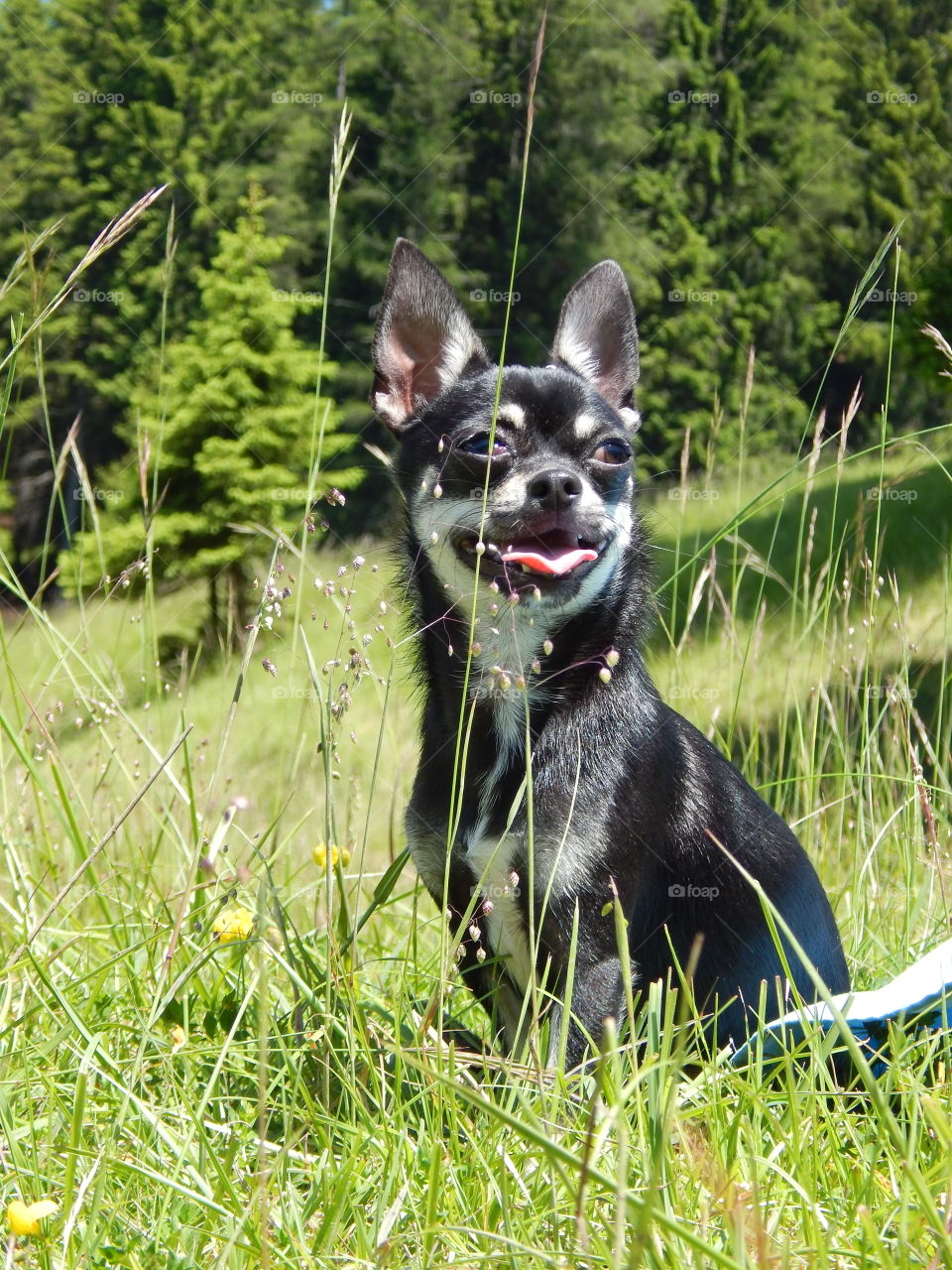 black chihuahua on the mountains smile after play