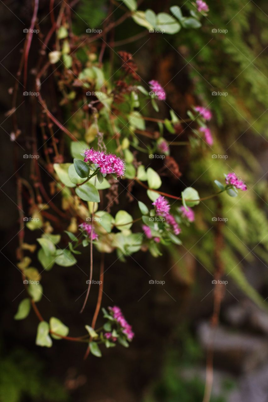 Mountain flowers growing in the rock.