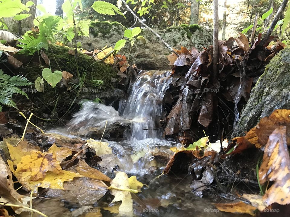 Stream in the woods 