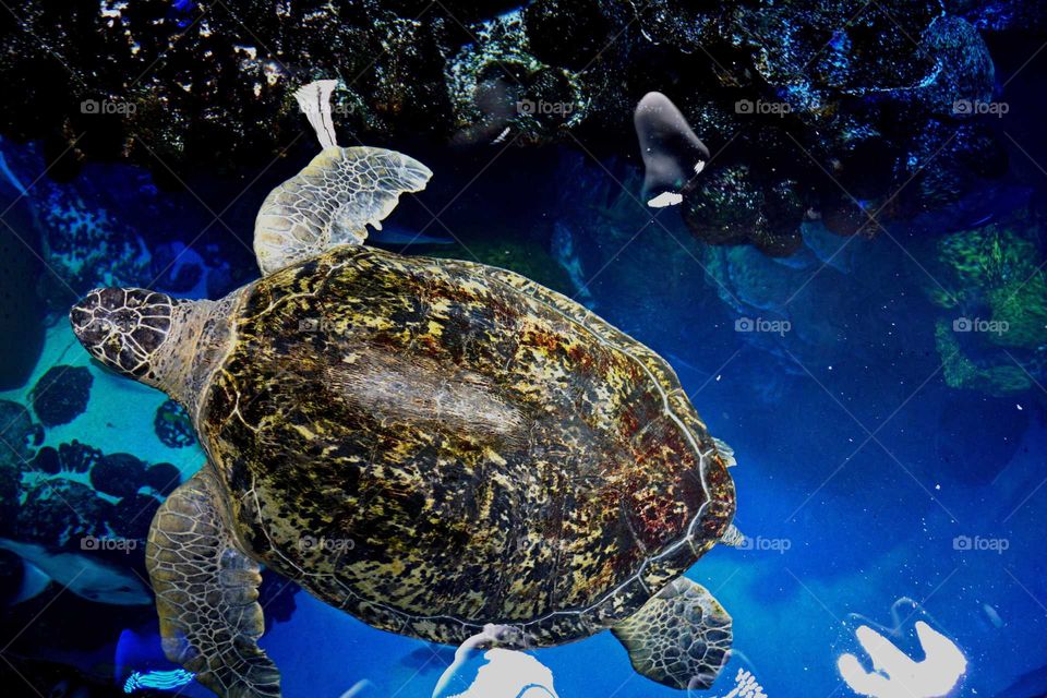 Green sea turtle