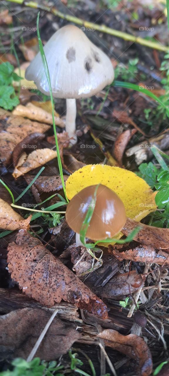 mushroom .champignons.