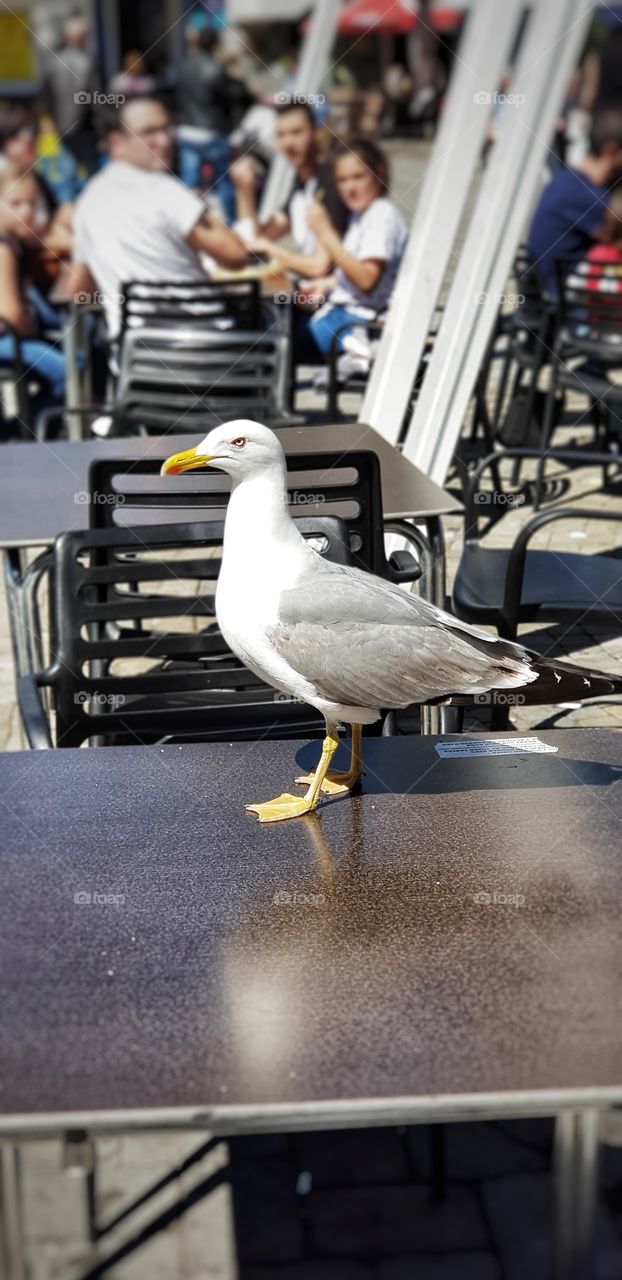 seagull came to eat with us