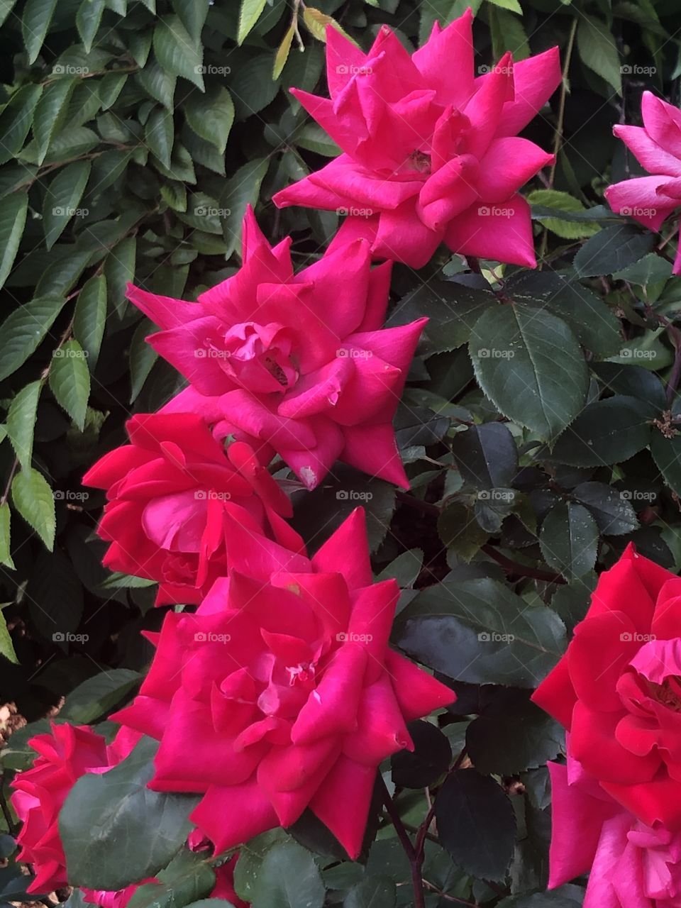 Pink flowers