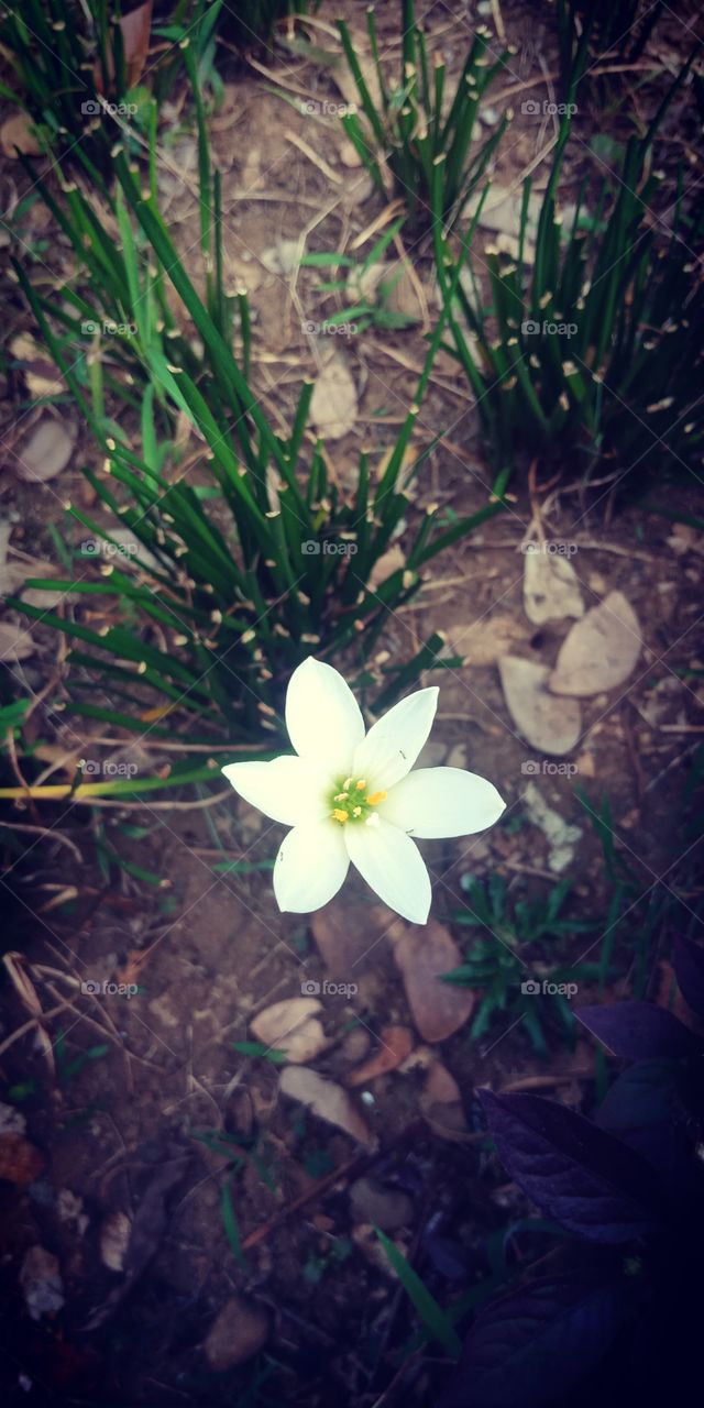 bunga putihku