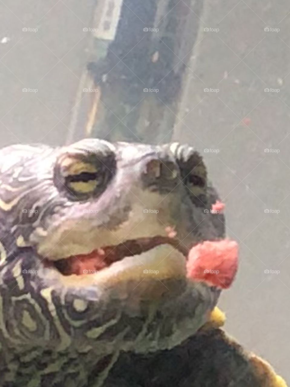 Happy eating turtle