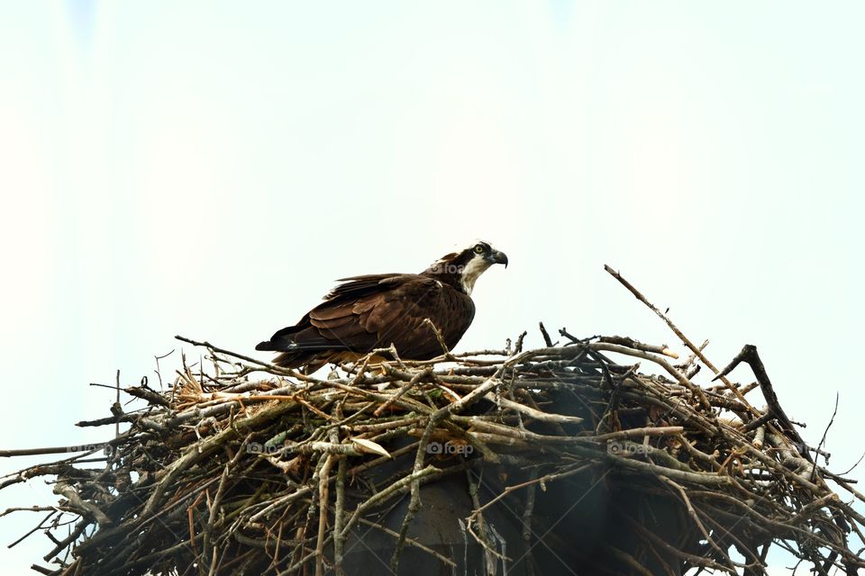 Female Bird Gaurding Her Nest In Washington DC