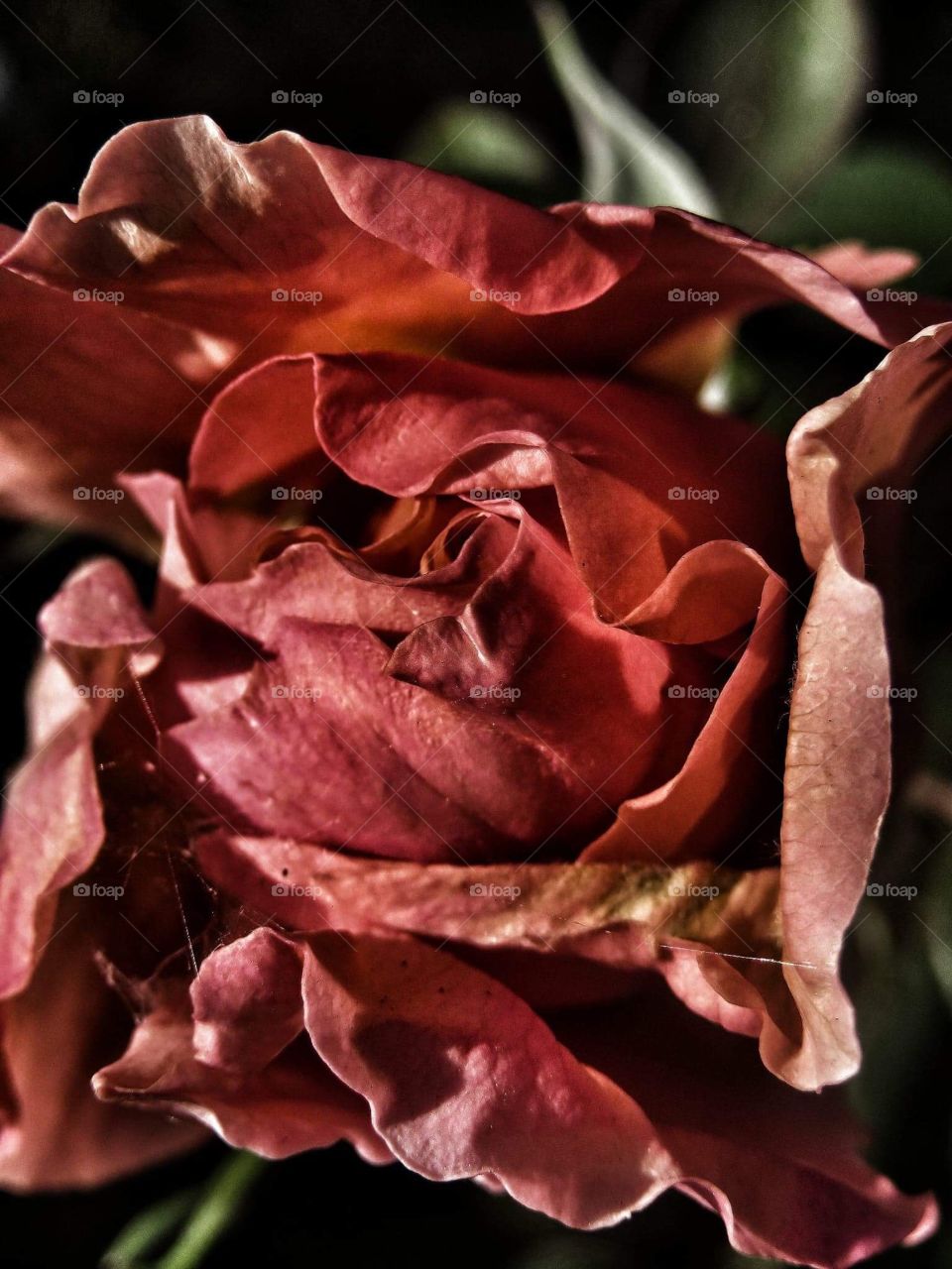 Dying rose