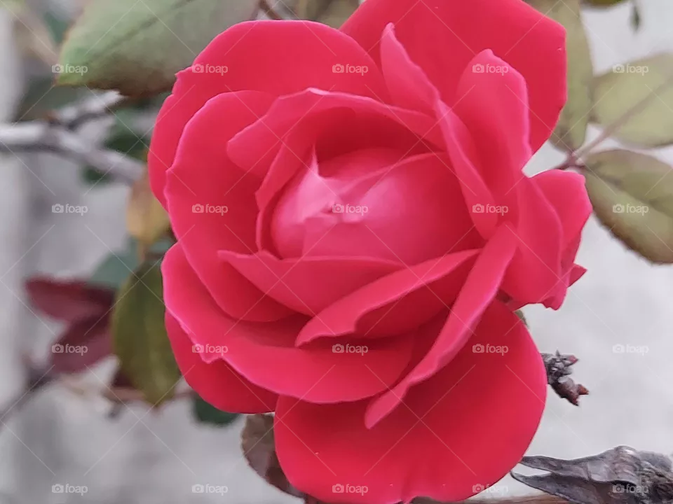 Rose Close Up!