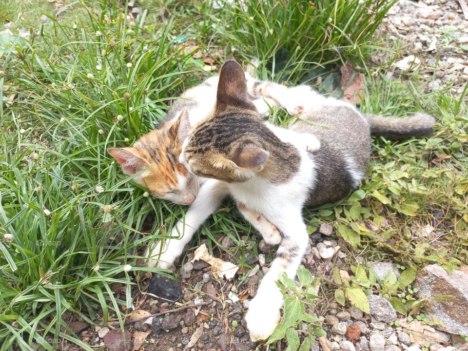 Cute kitten playing in the grass