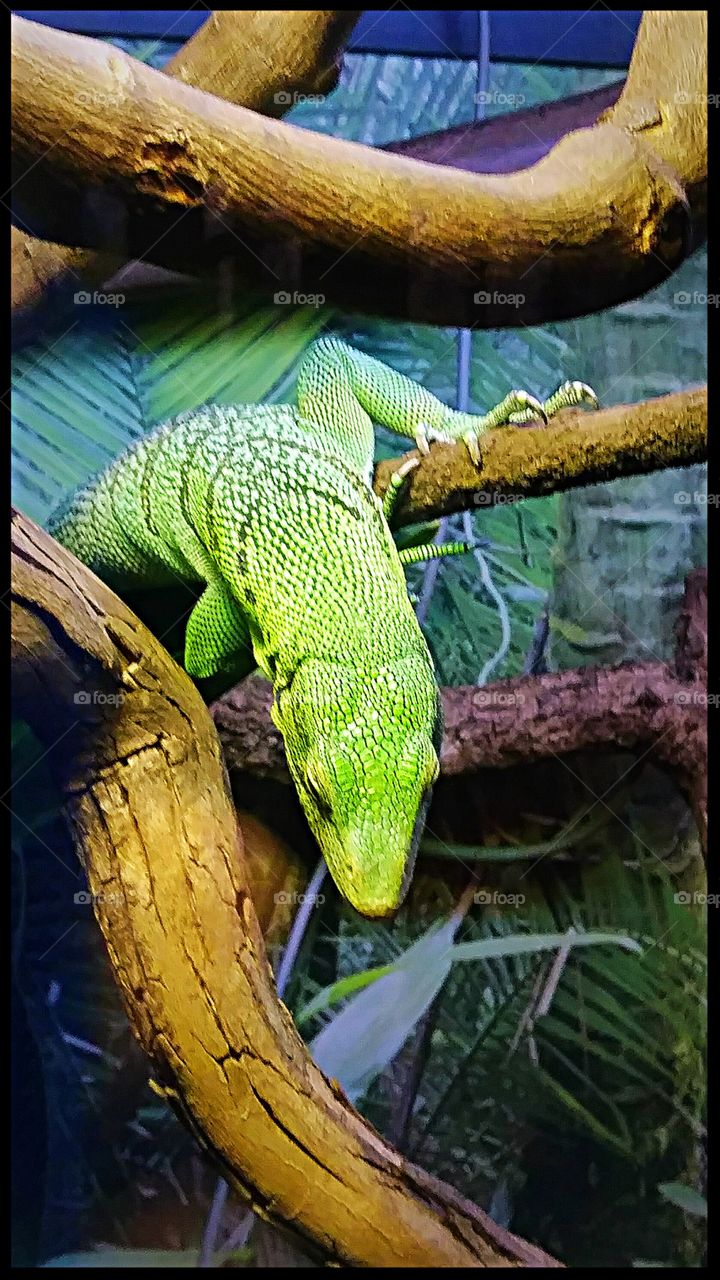 this is my second shot which lizard photo you think is better?