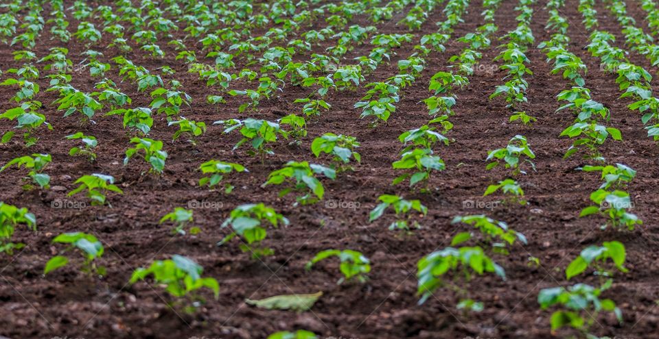 vegetable farming from the land of Karnataka, India