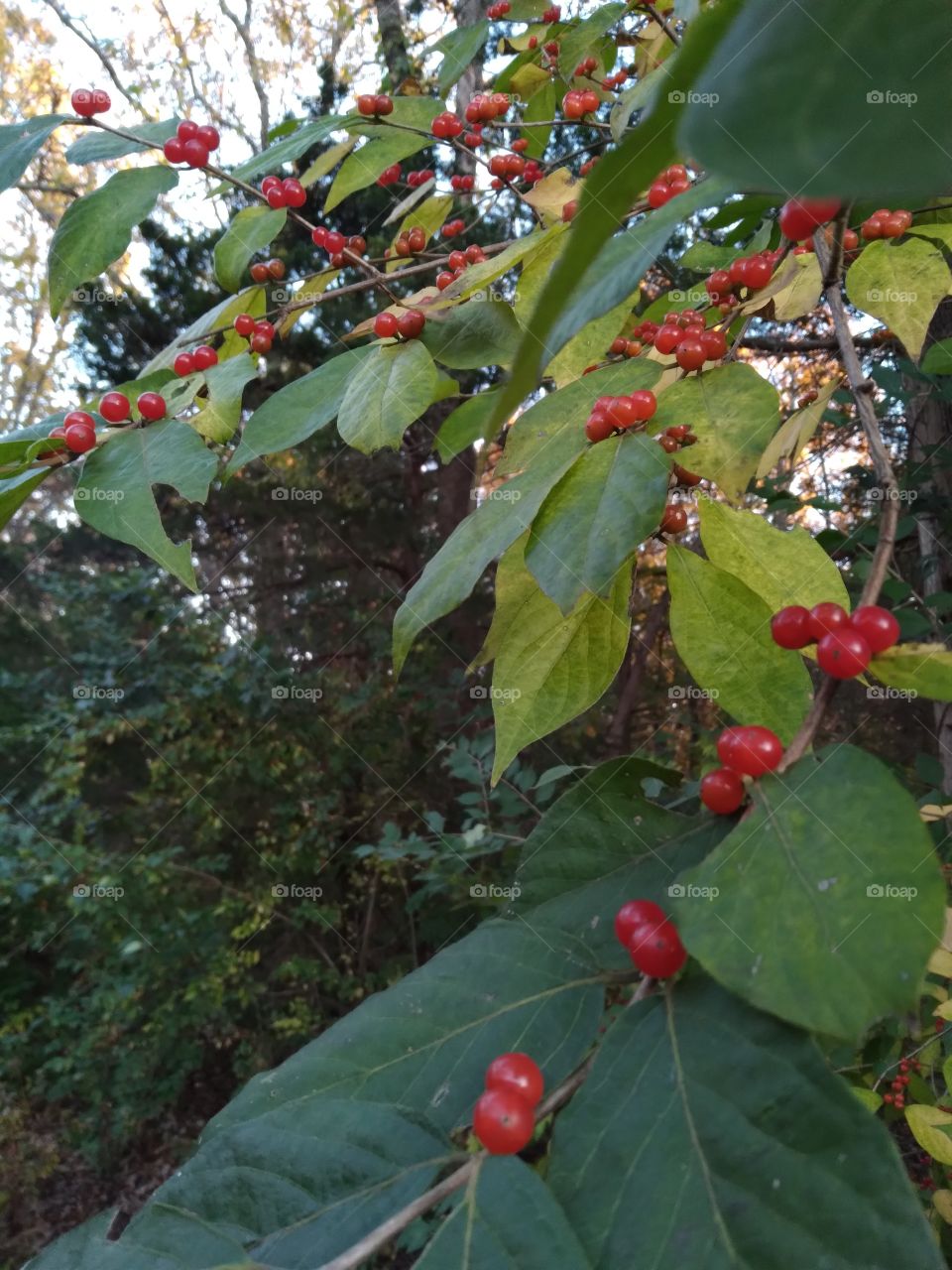 Wild Berries