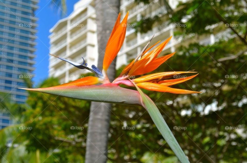 Bird of Paradise