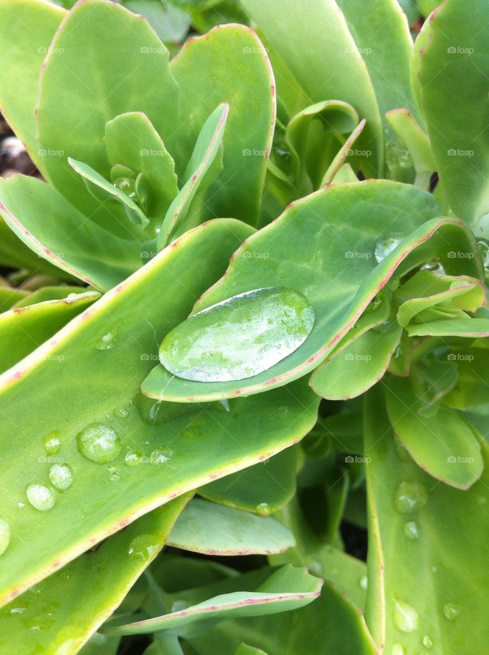 green plants nature china by thepreissisright