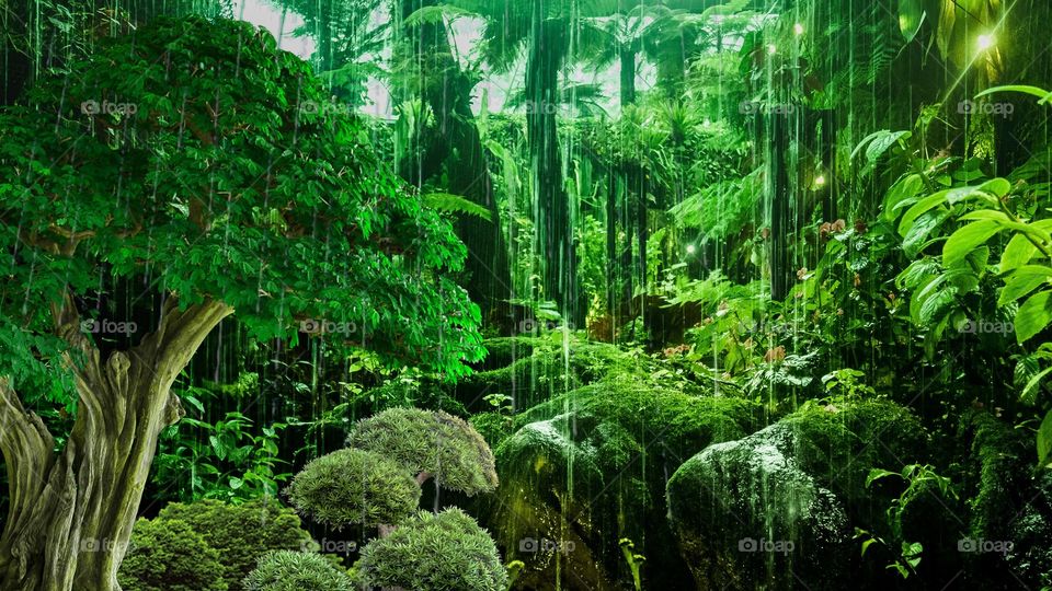 beautiful natural forest picture in rainy season