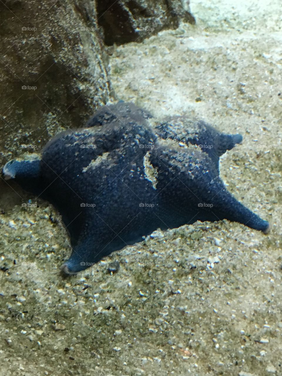 Star fish