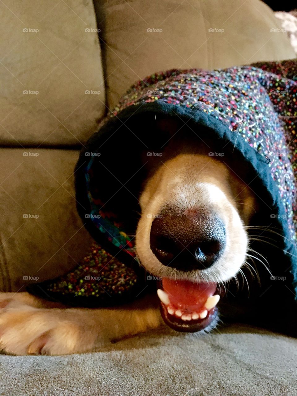 Cooper hiding and laughing. 