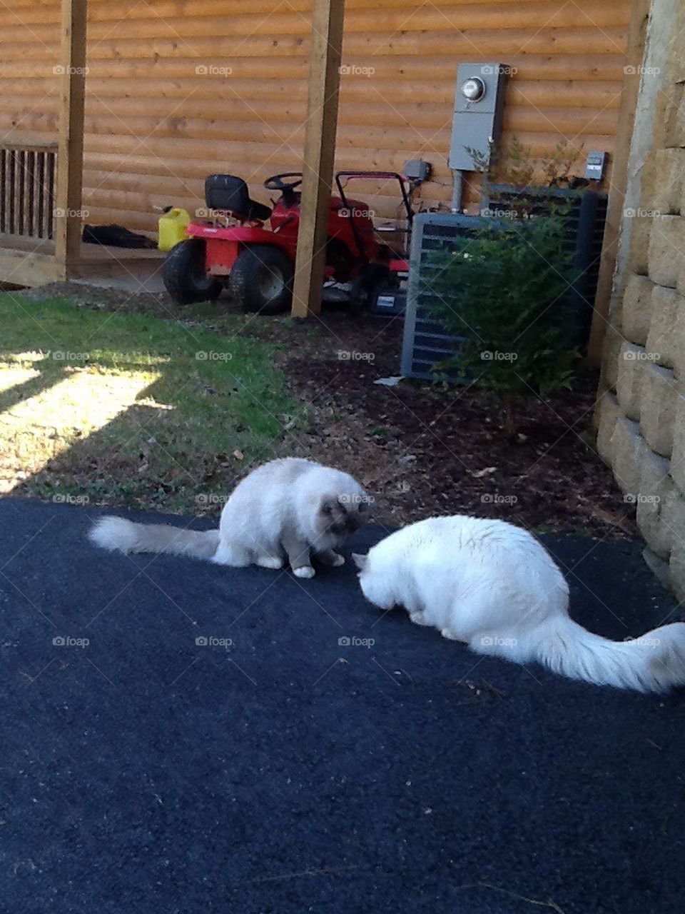 Ragdoll cats curious kittens