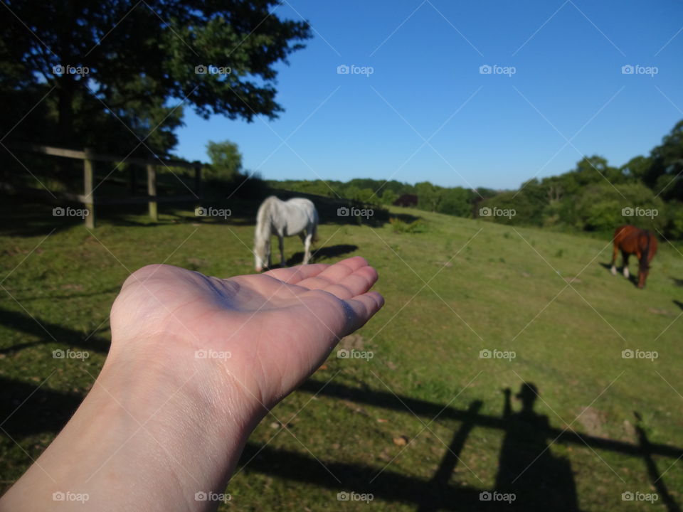 Pov of a person with horse on hand