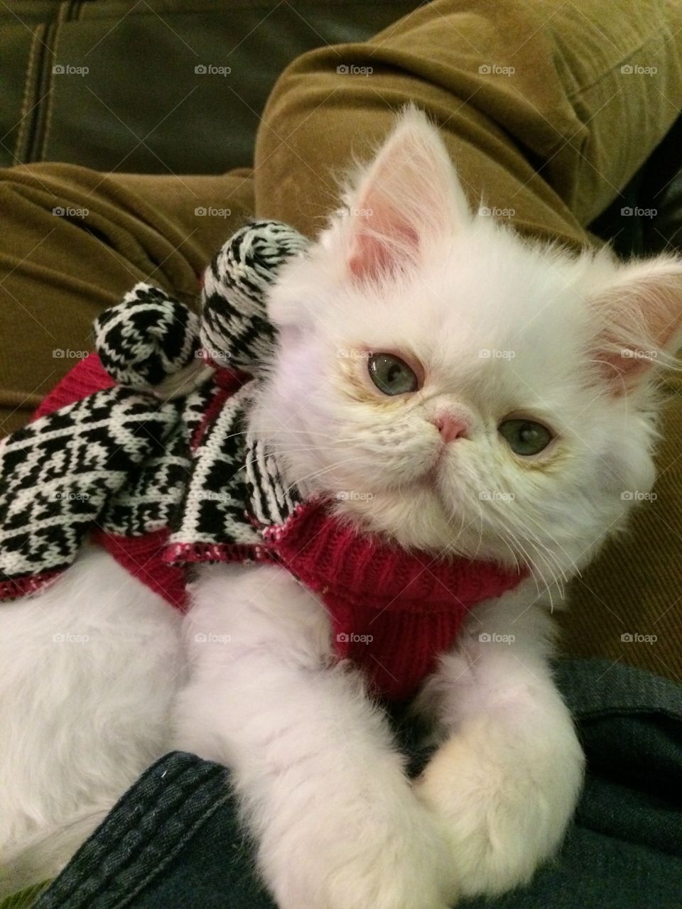 Gizmo the Persian kitten in his winter coat