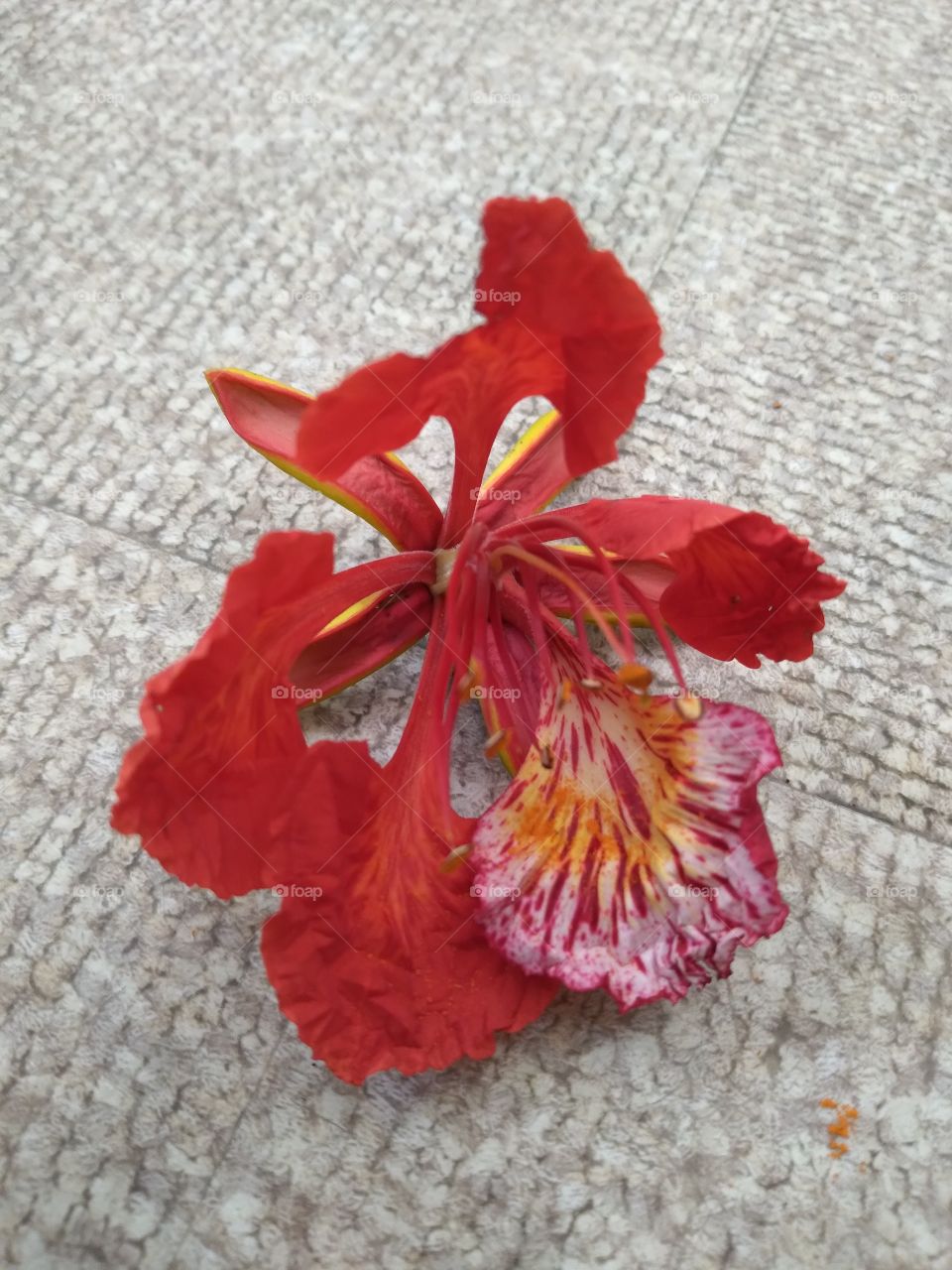 wild but beautiful flower