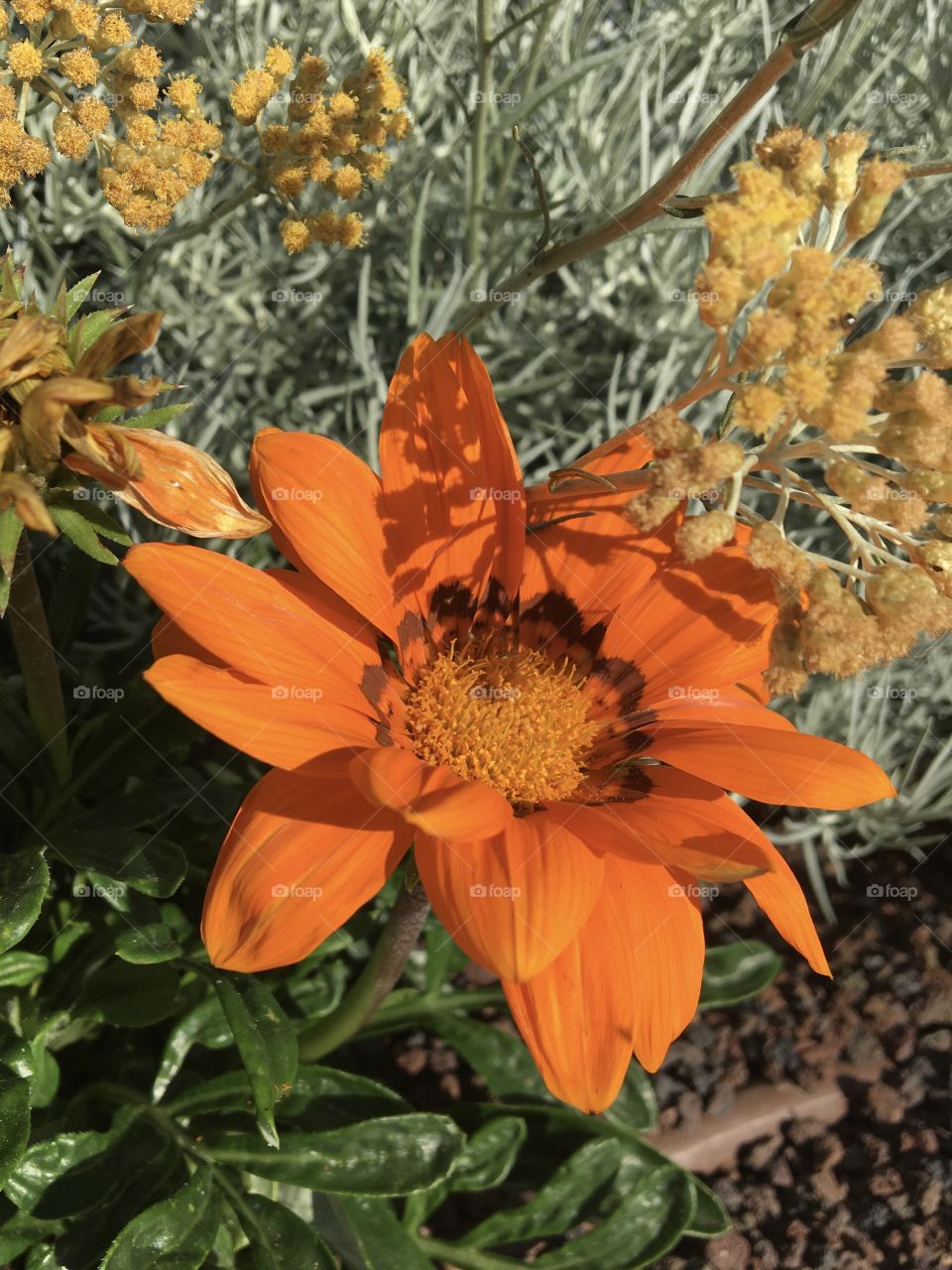 Orange blooming flower