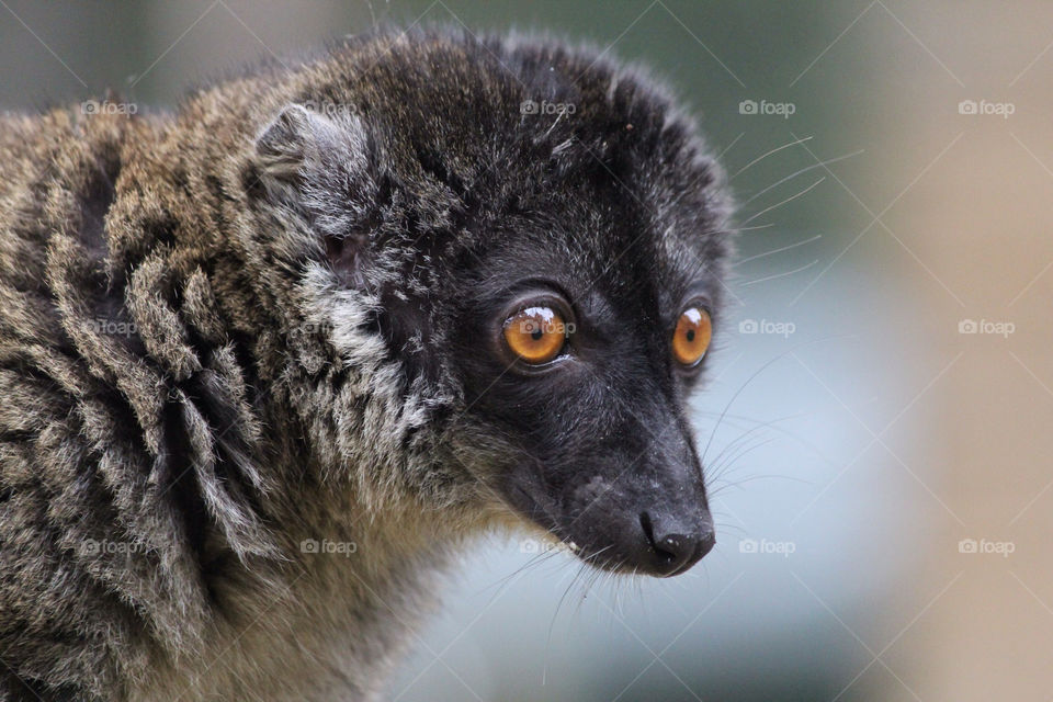 animal mammals cute eyes by danielbritton