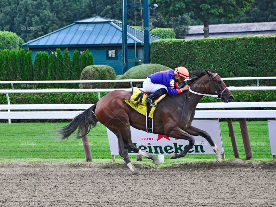 Off the Tracks. A 2yr-old bay filly by Curlin & Harve D'Grace winning at Saratoga to stay unbeaten. 
zazzle.com/Fleetphoto 