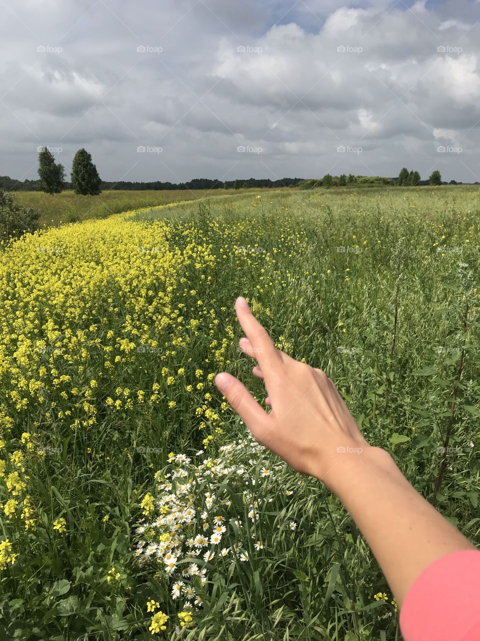 Russian field.  Wild flowers on a wild day.  Chamomile, hypericum. Gloomy sky and lawn with flowers. Hand pointing away. Hand showing the direction. 
