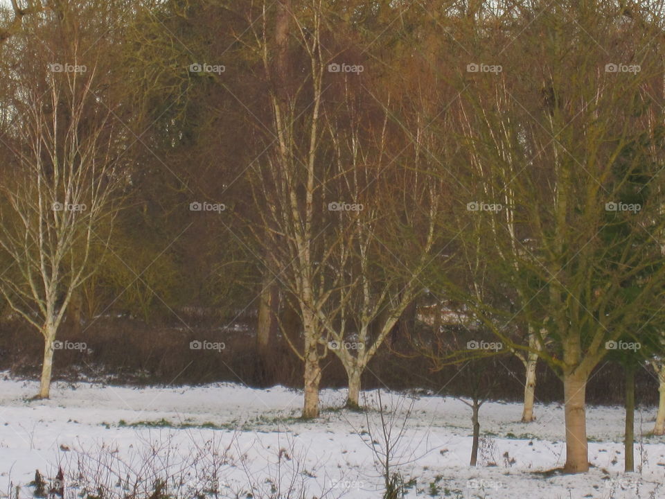 Snow And Trees