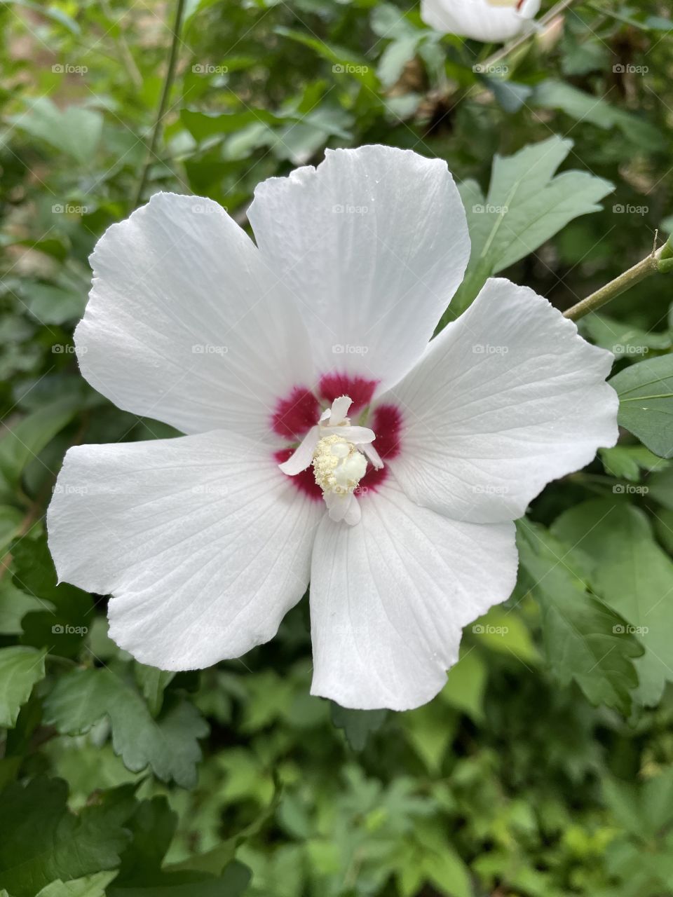 White simple hibiscus