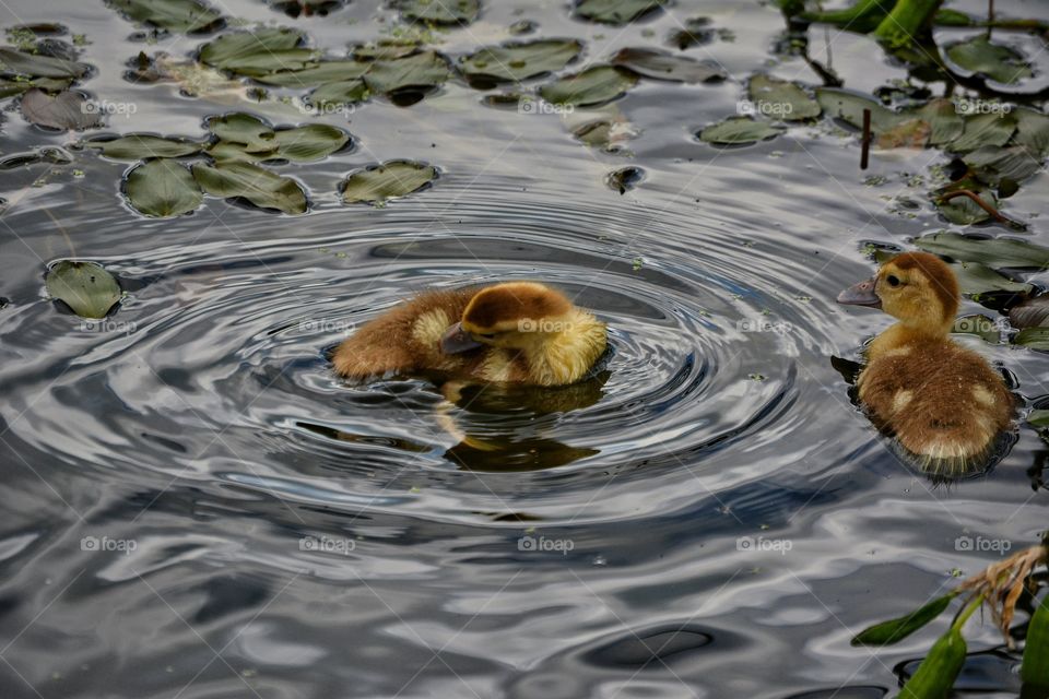 Duckling swimming in lake