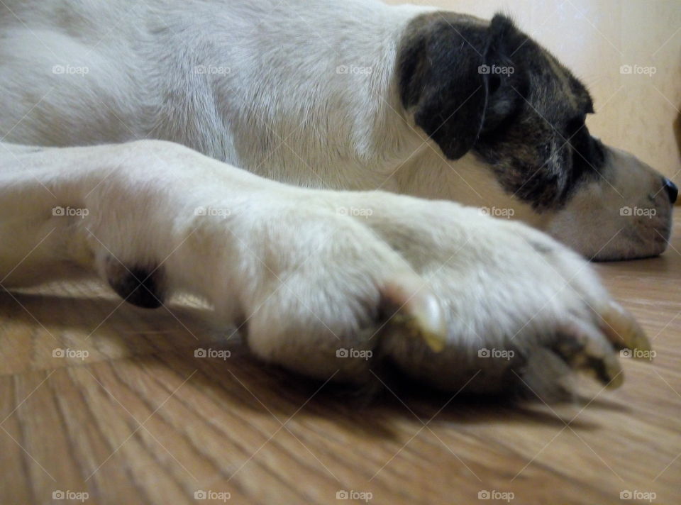 Собака пёс лапа