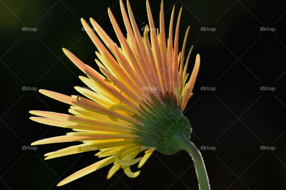 Yellow flower/Flor amarela.