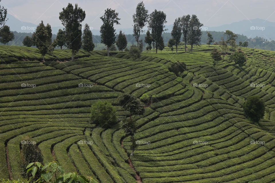 tea plantation