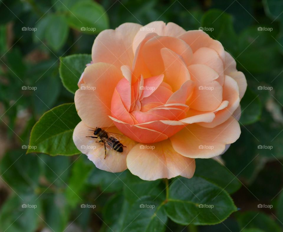 The rose for bee break