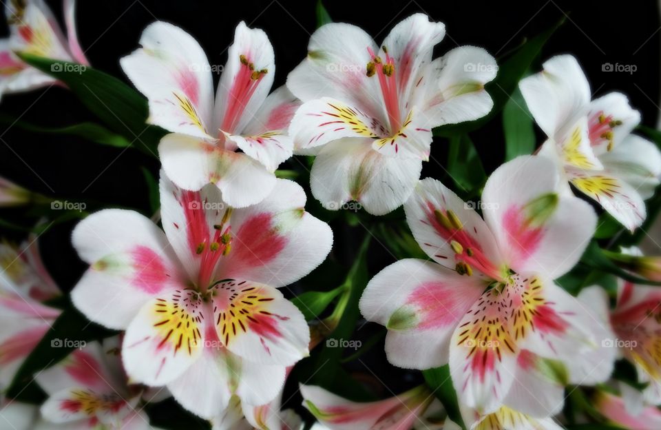 Close-up of a white flower