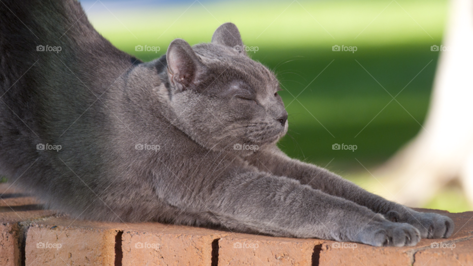 cat stretches on a wall. cat yoga. by arizphotog