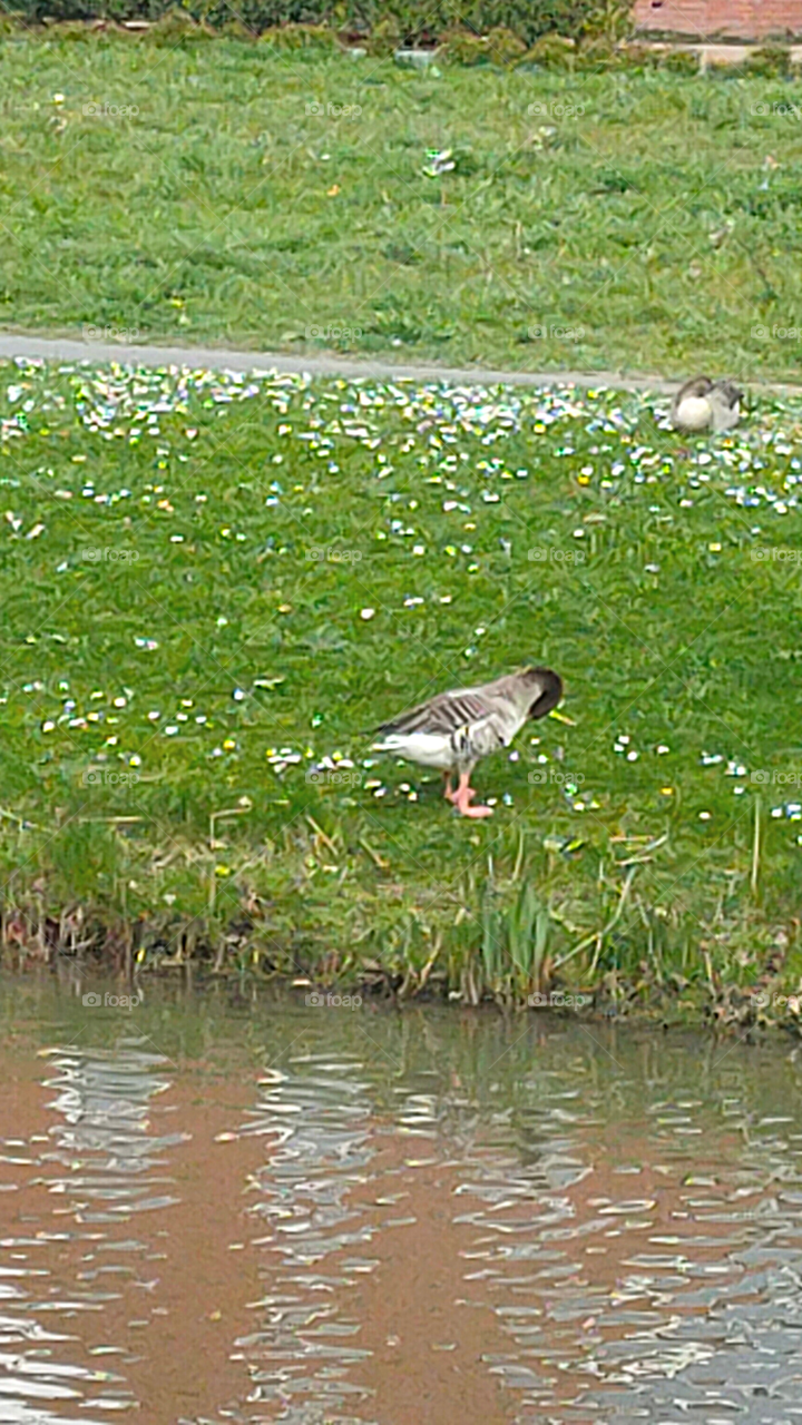 The duck cleans its body from the lake shore || The duck is standing by the lake || Goose