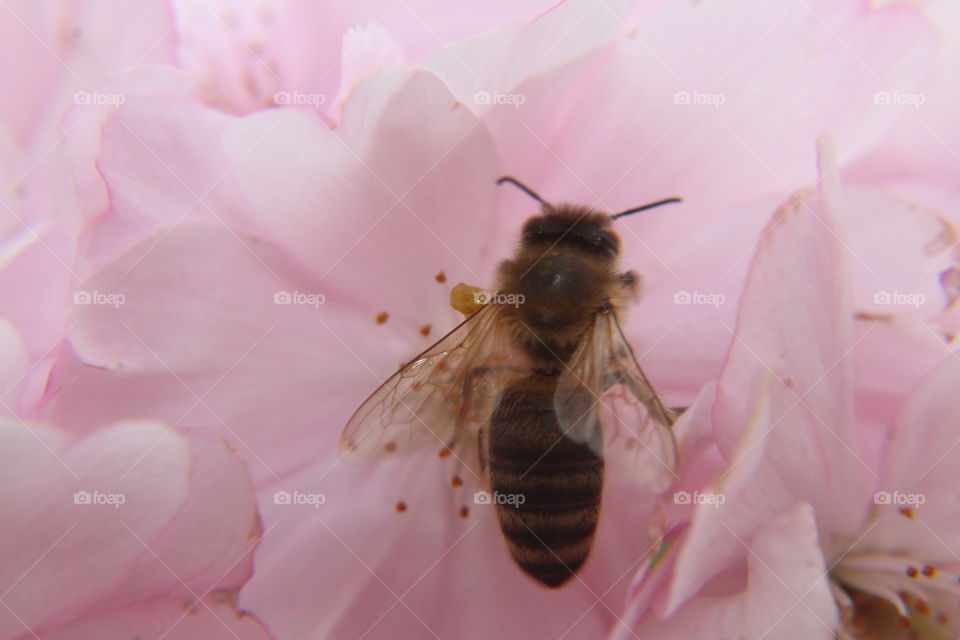 Bee