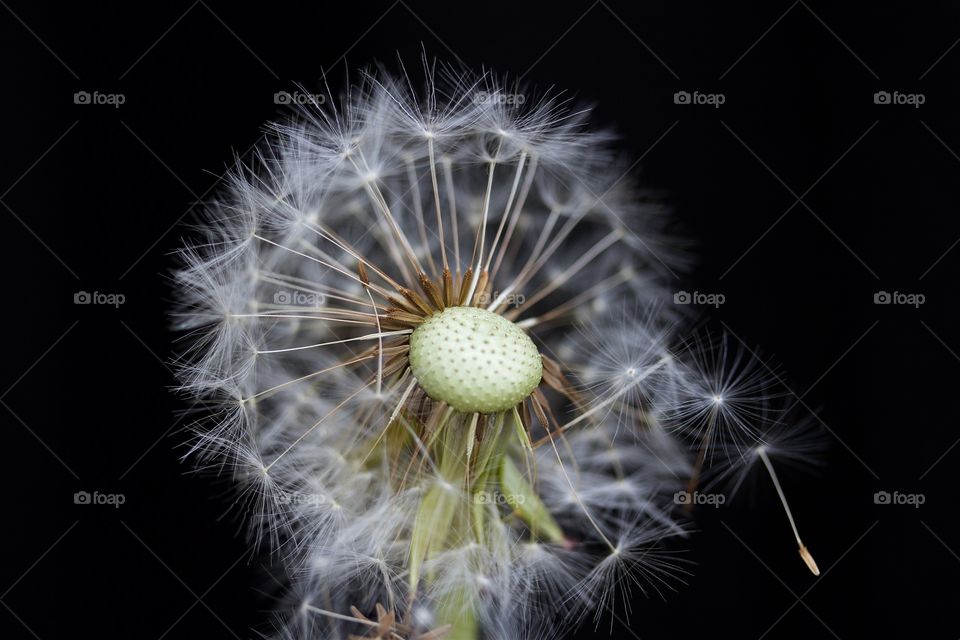 Close-up of dandelion flower