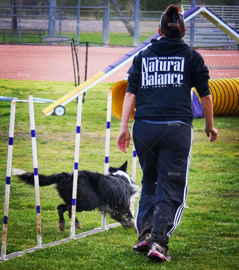 Weave poles. Agility trial 