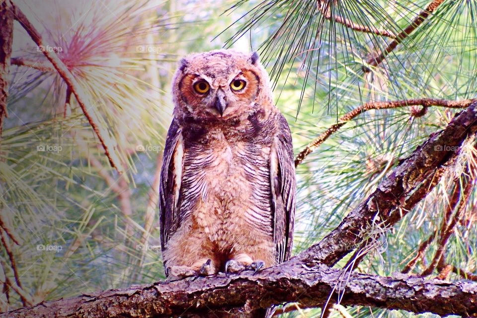 Great Horned Owlet 